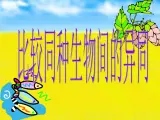 比较同种生物间的异同 课件