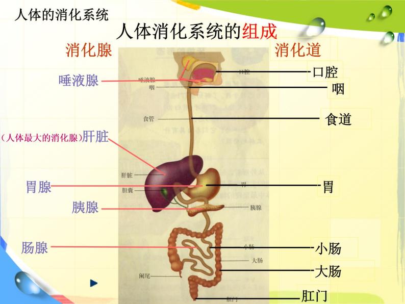 食物的消化 课件04