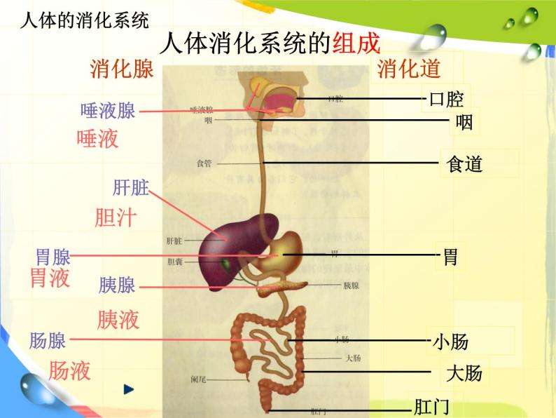 食物的消化 课件07