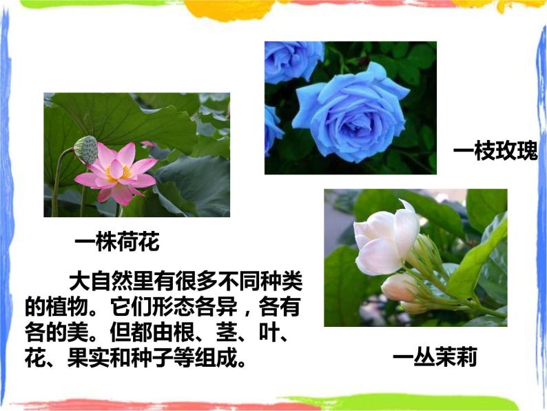 4.1绿色开花植物的营养器官 第1课时 （课件+教案+练习）02