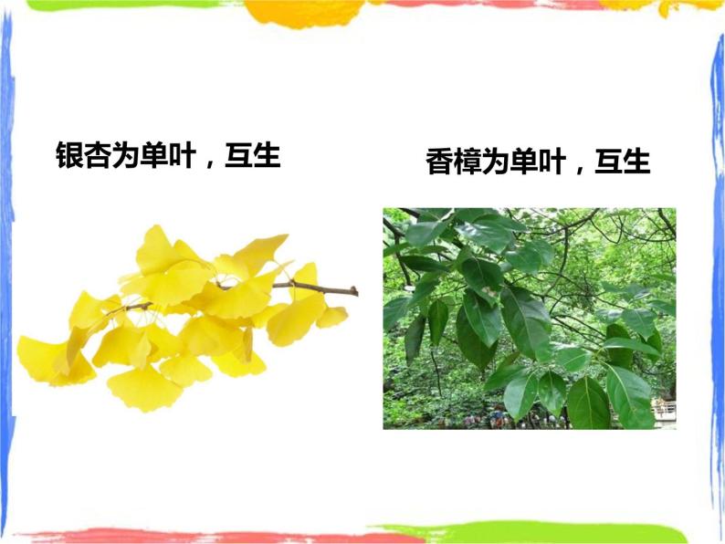 4.1绿色开花植物的营养器官 第3课时 （课件+教案+练习）04