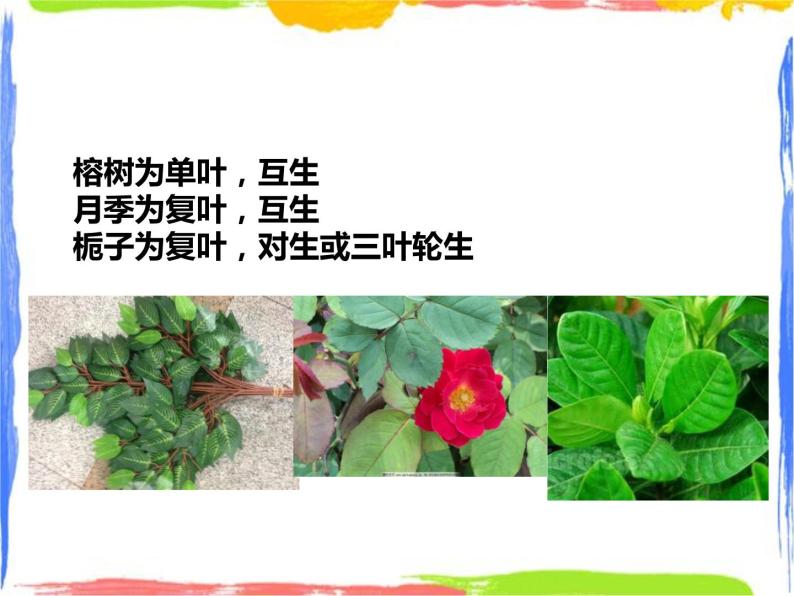 4.1绿色开花植物的营养器官 第3课时 （课件+教案+练习）05
