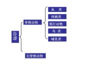 科学七年级上册1 动物的主要类群优质课件ppt