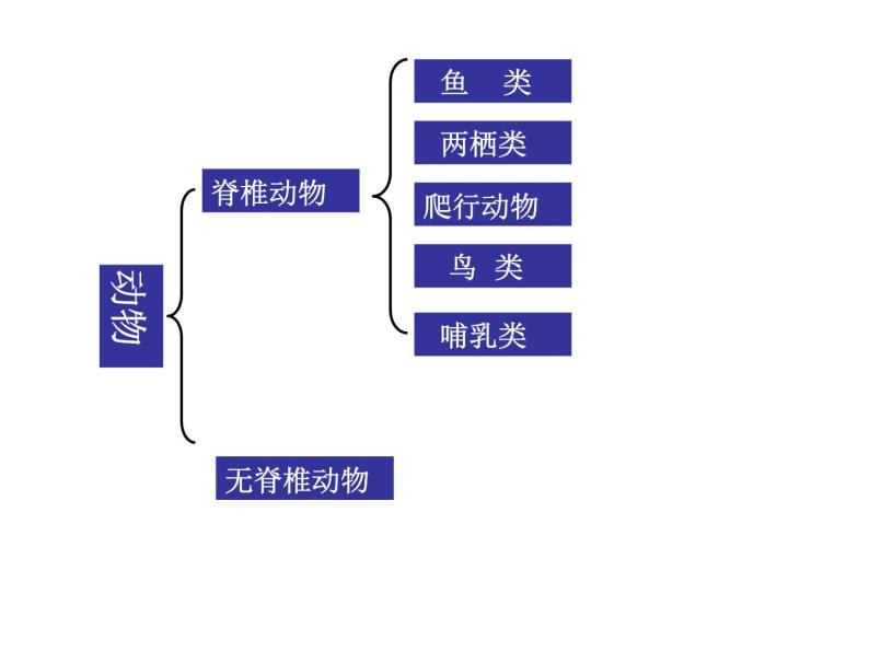 2.1动物的主要类群(无脊椎动物)（课件 13PPT）01