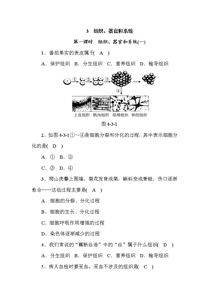 (华东师大版)2020年七年级上科学 3 组织、器官和系统 第1课时(含答案) 试卷01