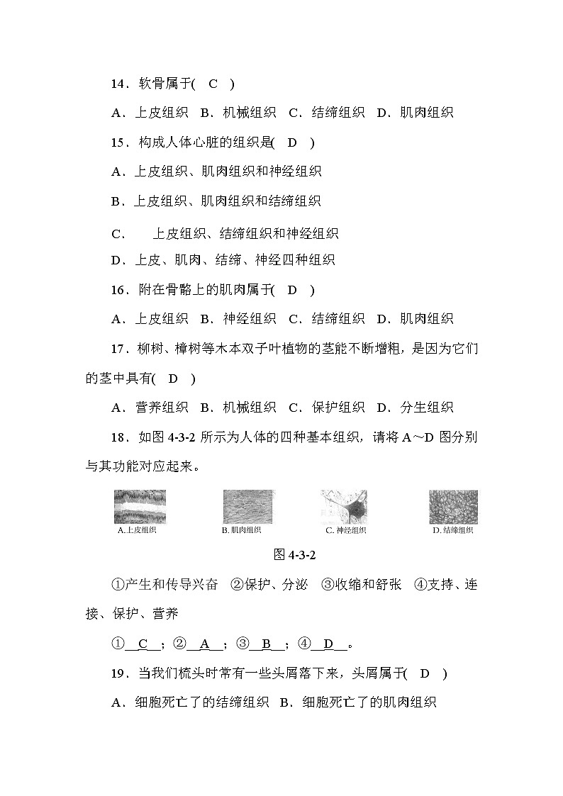 (华东师大版)2020年七年级上科学 3 组织、器官和系统 第1课时(含答案) 试卷03