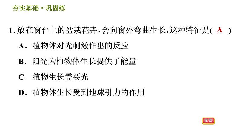 华师版八年级下册科学习题课件 第7章 7.5 植物生命活动的调节0第4页