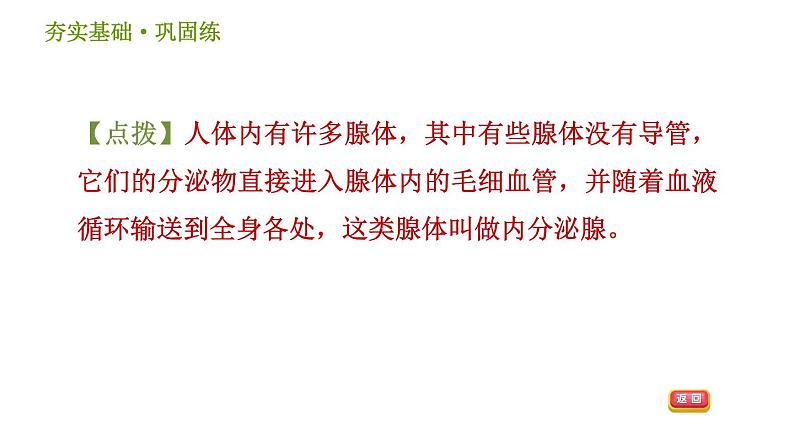 浙教版八年级上册科学习题课件 第3章 3.2 人体的激素调节08