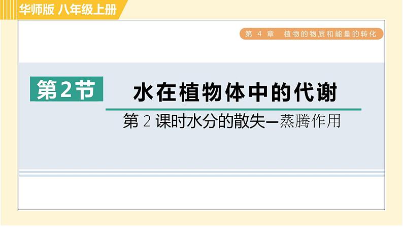 华师版八年级上册科学习题课件 第4章 4.2.2 水分的散失—蒸腾作用第1页