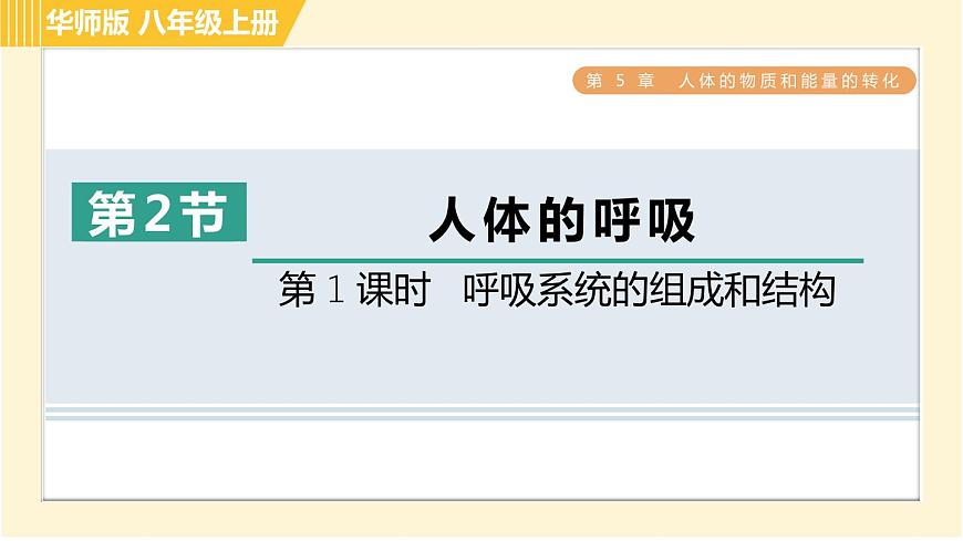 華師版B本八年級上冊科學(xué)習(xí)題課件 第5章 5.2.1 呼吸系統(tǒng)的組成和結(jié)構(gòu)第1頁