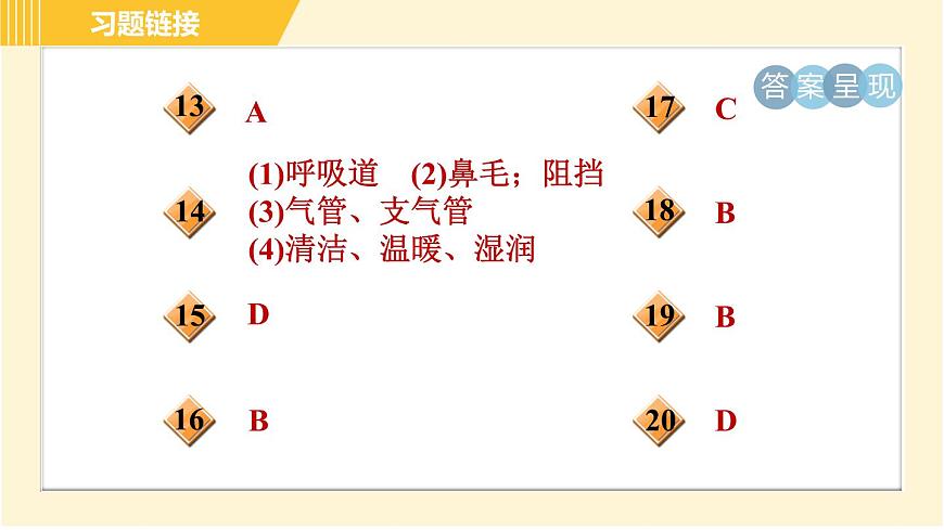華師版B本八年級上冊科學(xué)習(xí)題課件 第5章 5.2.1 呼吸系統(tǒng)的組成和結(jié)構(gòu)第3頁