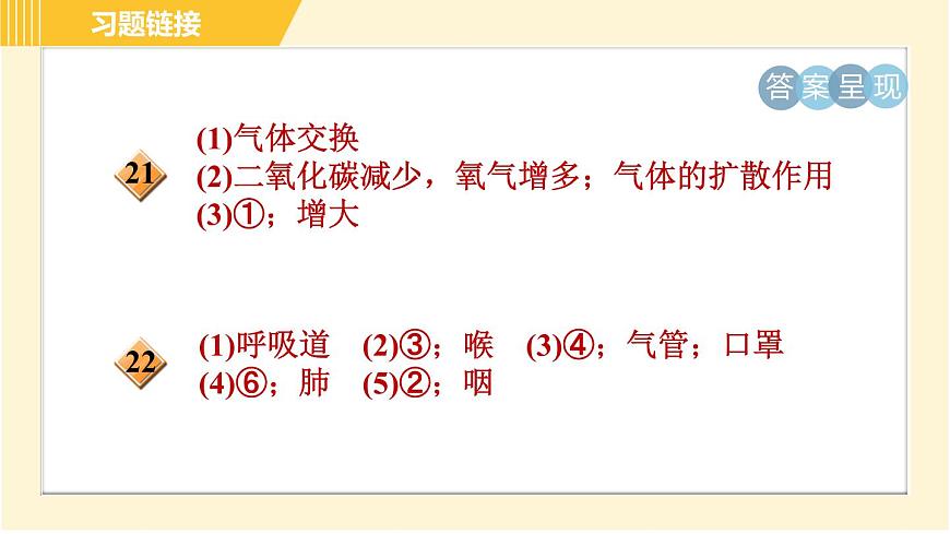 華師版B本八年級上冊科學(xué)習(xí)題課件 第5章 5.2.1 呼吸系統(tǒng)的組成和結(jié)構(gòu)第4頁