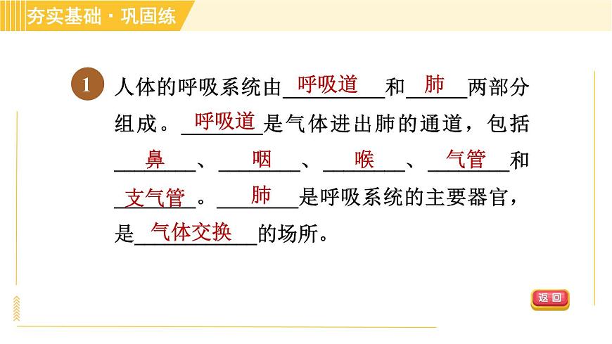 華師版B本八年級上冊科學(xué)習(xí)題課件 第5章 5.2.1 呼吸系統(tǒng)的組成和結(jié)構(gòu)第5頁