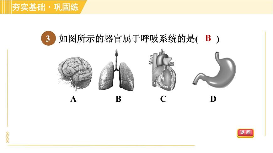 華師版B本八年級上冊科學(xué)習(xí)題課件 第5章 5.2.1 呼吸系統(tǒng)的組成和結(jié)構(gòu)第7頁