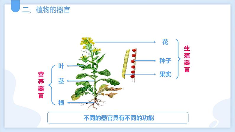 2.3生物体的结构层次第三课时课件---2021—2022学年浙教版七上科学第7页