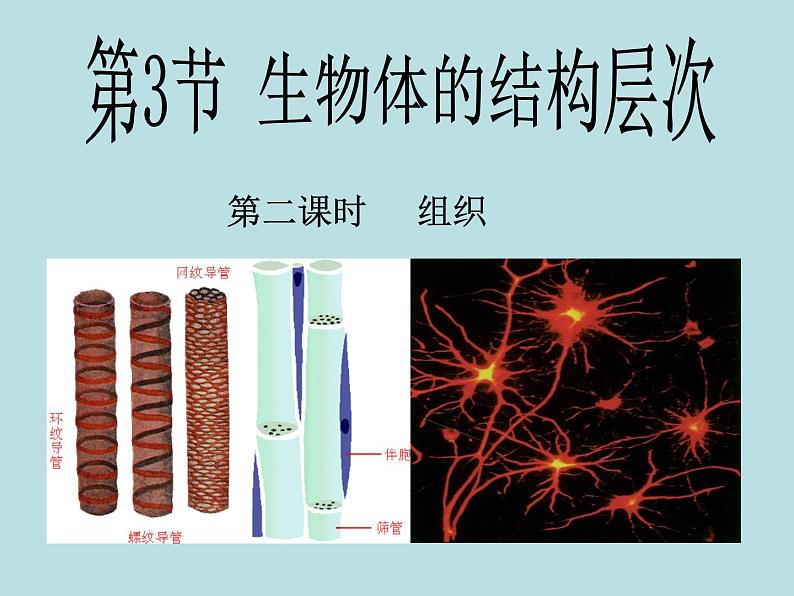 2.3 生物体的结构层次(第2课时)—浙教版七年级科学上册课件(共15张PPT)01