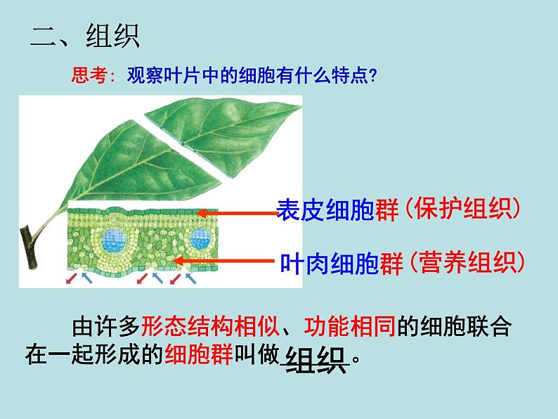 2.3 生物体的结构层次(第2课时)—浙教版七年级科学上册课件(共15张PPT)02