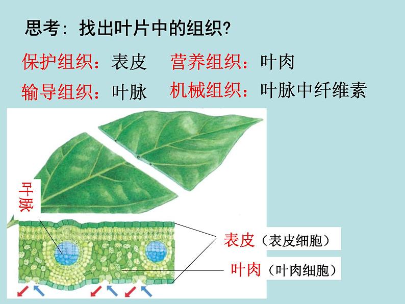 2.3 生物体的结构层次(第2课时)—浙教版七年级科学上册课件(共15张PPT)04
