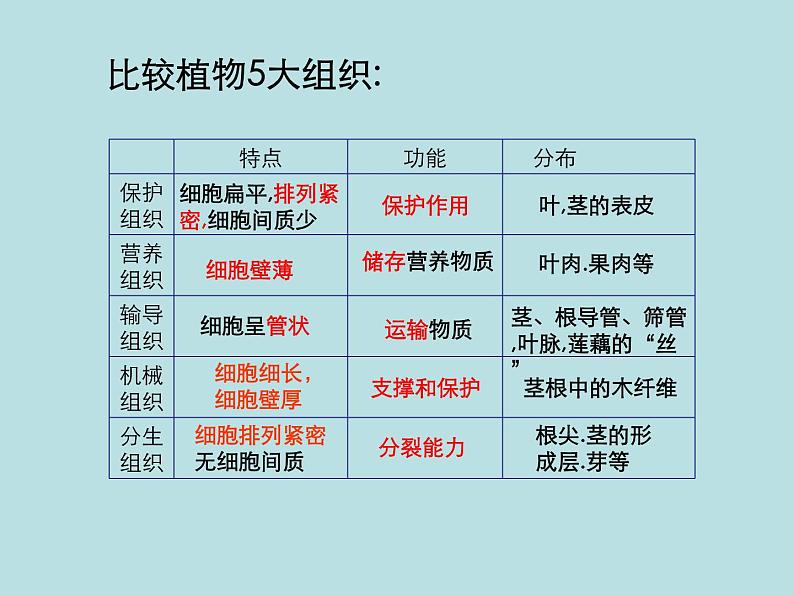 2.3 生物体的结构层次(第2课时)—浙教版七年级科学上册课件(共15张PPT)06