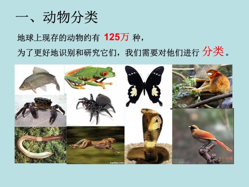 2.4  常见的动物（第1课时）—浙教版七年级科学上册课件(共18张PPT)03