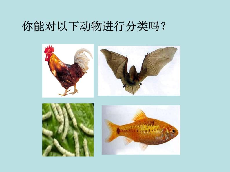2.4  常见的动物（第1课时）—浙教版七年级科学上册课件(共18张PPT)05