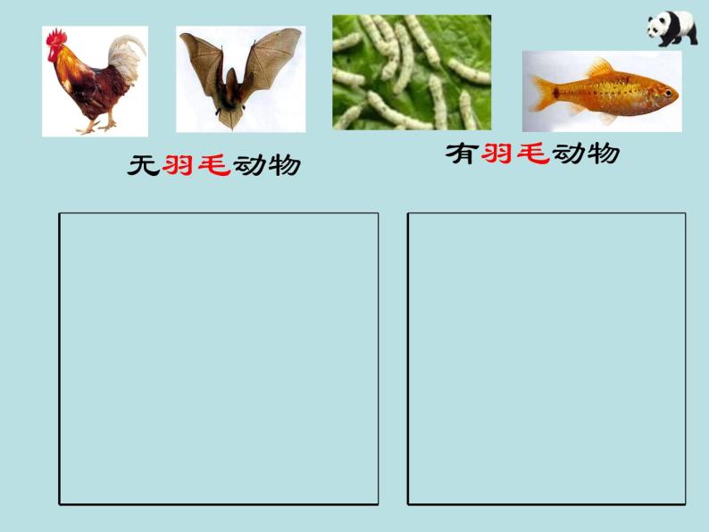 2.4  常见的动物（第1课时）—浙教版七年级科学上册课件(共18张PPT)07