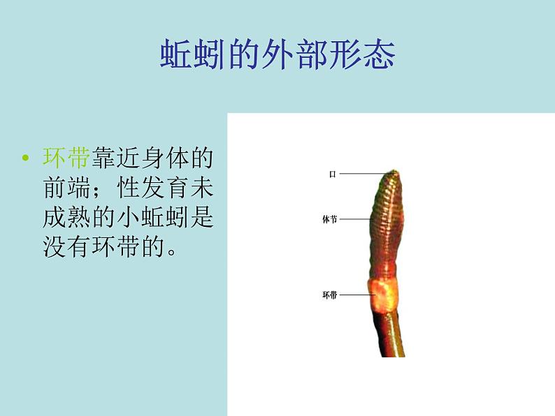 2.4 常见的动物(第4课时)—浙教版七年级科学上册课件(共18张PPT)第5页