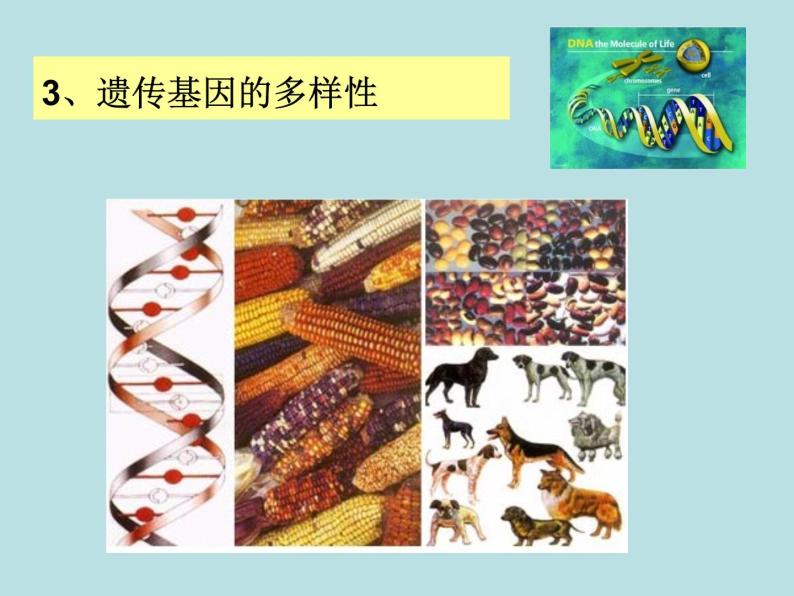2.6 物种的多样性（第2课时）—浙教版七年级科学上册课件(共34张PPT)08