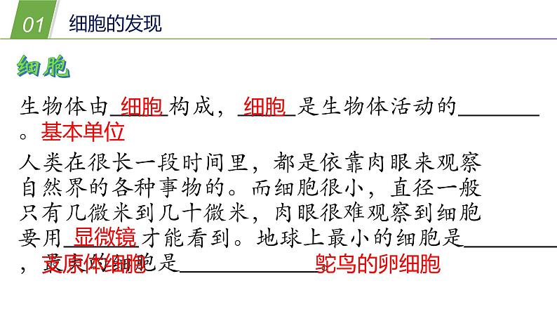 4.2 细胞1—华东师大版七年级科学上册课件03