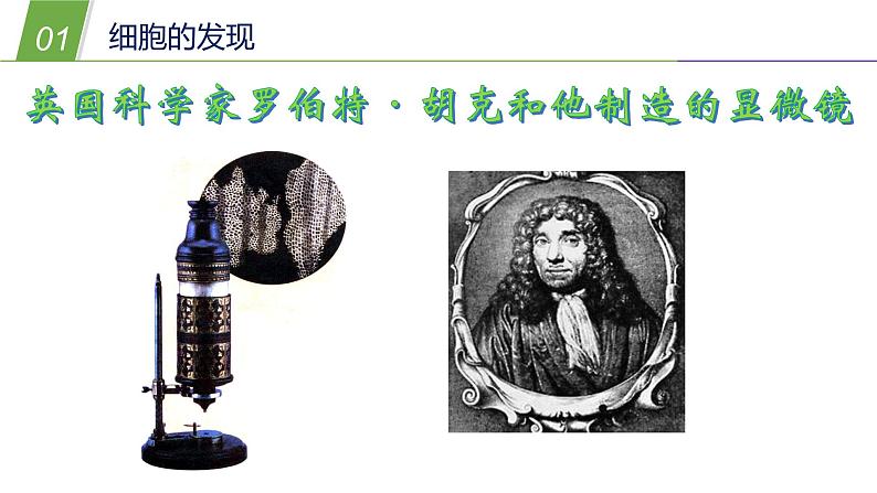 4.2 细胞1—华东师大版七年级科学上册课件06