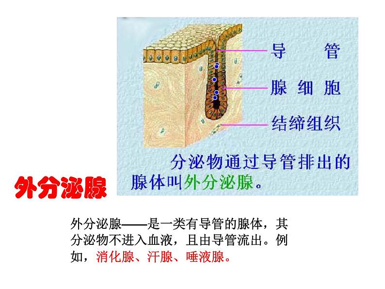 3.2 人体的激素调节 —浙教版八年级科学上册课件第3页