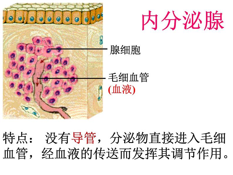 3.2 人体的激素调节 —浙教版八年级科学上册课件第4页