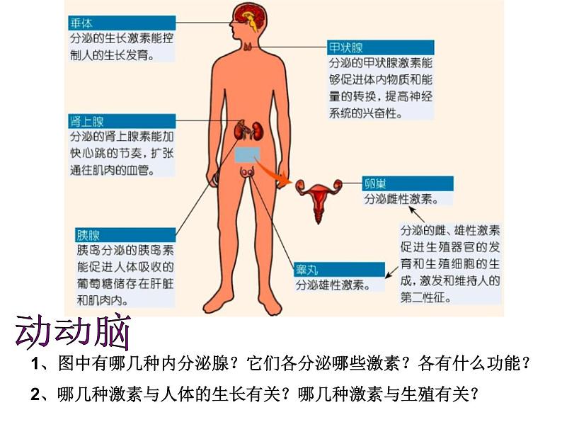 3.2 人体的激素调节 —浙教版八年级科学上册课件第6页
