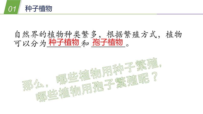 2.2植物的主要类群1—华东师大版七年级科学上册课件04