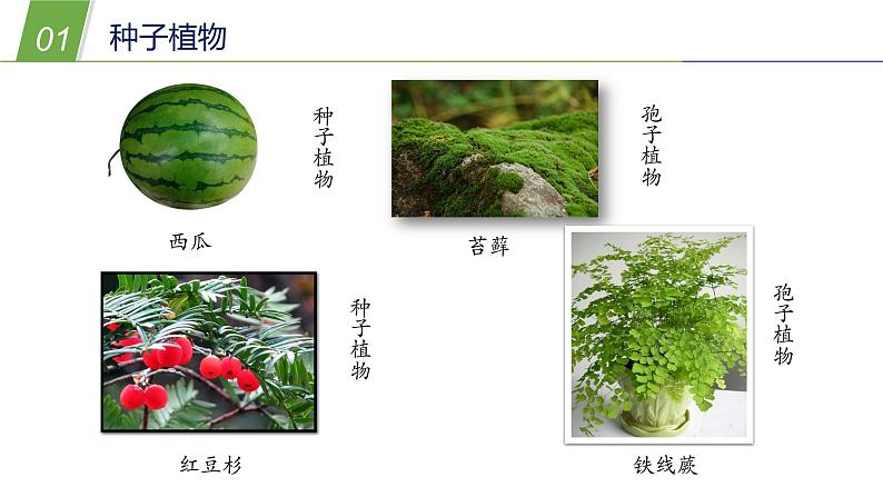 2.2植物的主要类群1—华东师大版七年级科学上册课件05