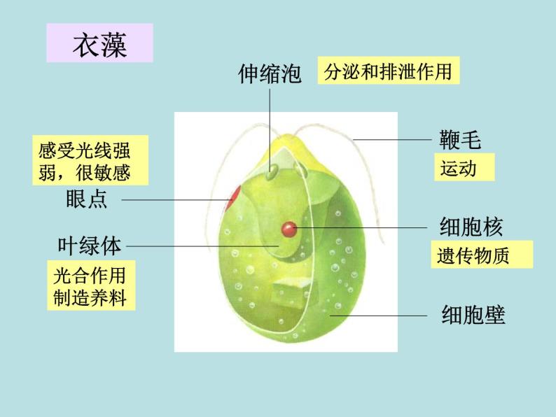 2.6  物种的多样性（第1课时）—浙教版七年级科学上册课件+素材05