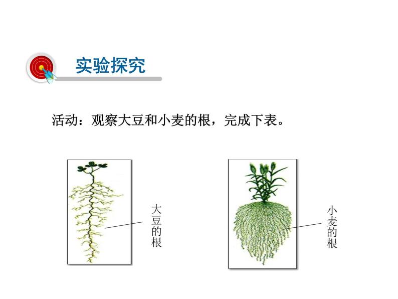 2021-2022学年年浙教版八年级科学下册课件 第3节  植物的根与物质吸收04