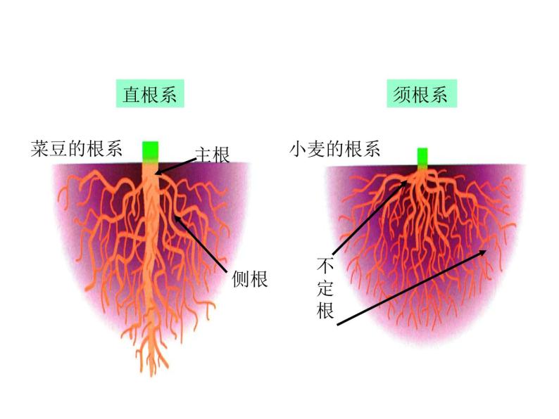 2021-2022学年年浙教版八年级科学下册课件 第3节  植物的根与物质吸收06