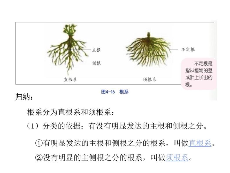 2021-2022学年年浙教版八年级科学下册课件 第3节  植物的根与物质吸收07