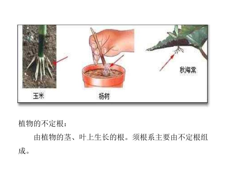 2021-2022学年年浙教版八年级科学下册课件 第3节  植物的根与物质吸收08