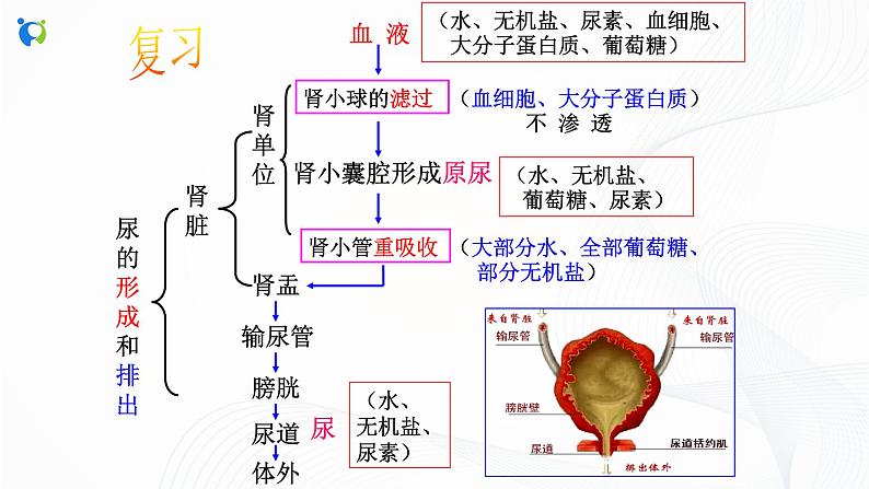 浙教版科学九年级上册 第4章 第5节 体内物质的动态平衡(第2课时)课件PPT+教案+练习03