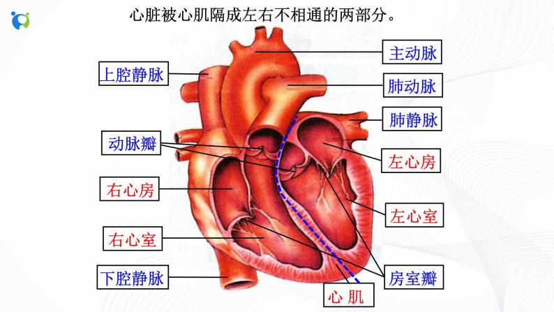 浙教版科学九年级上册 第4章 第3节 体内物质的运输（第2课时）课件PPT+教案+练习07