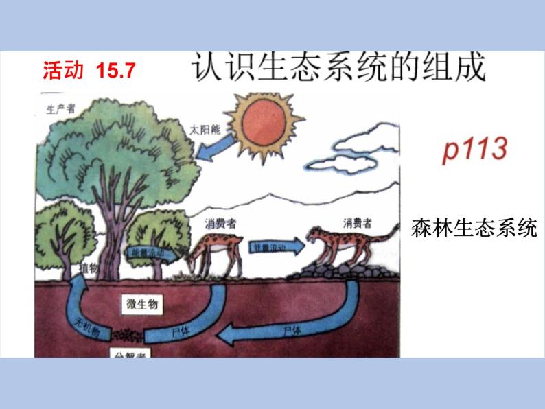 牛津上海版科学七年级下册15.3.1《生态系统的基本组成与相互关系》课件06