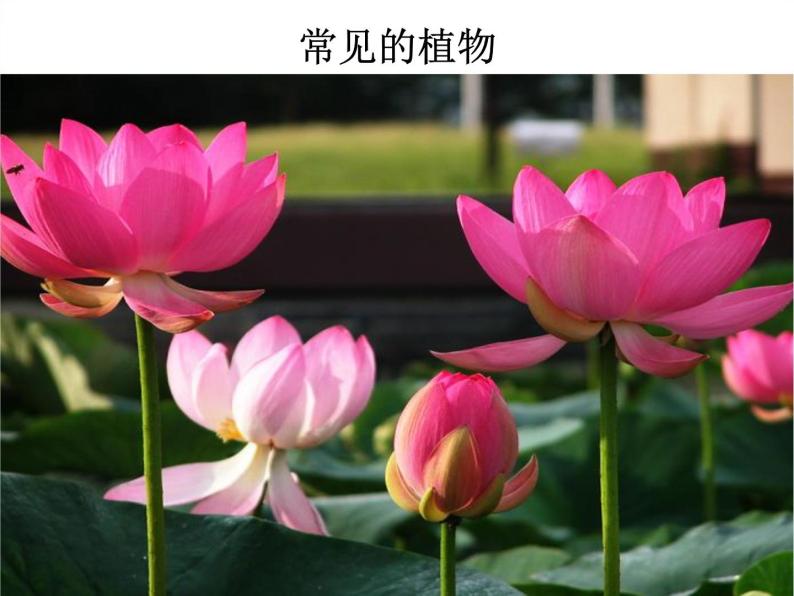 浙教版科学七年级上册 第二章 第五节 常见的植物_(1)（课件）01