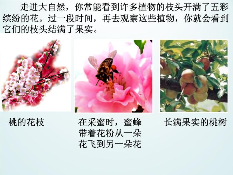 浙教版科学七年级上册 第二章 第五节 常见的植物_(1)（课件）04