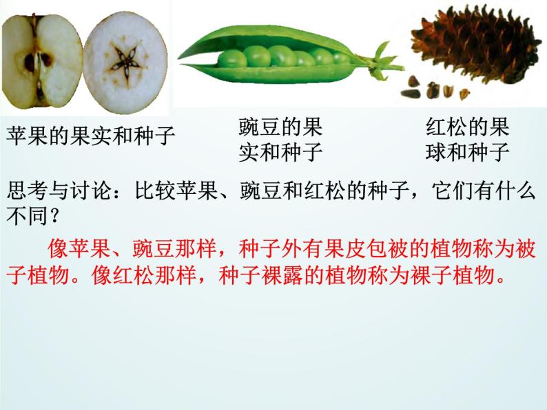 浙教版科学七年级上册 第二章 第五节 常见的植物_(1)（课件）06