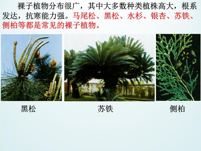 浙教版科学七年级上册 第二章 第五节 常见的植物_(1)（课件）07