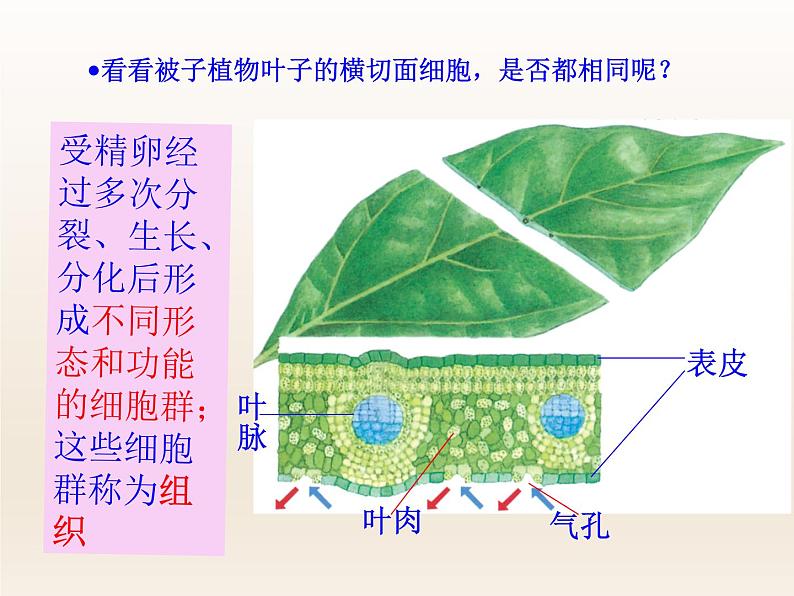 浙教版科学七年级上册 第二章 第三节 生物体的结构层次_(1)(课件)第2页
