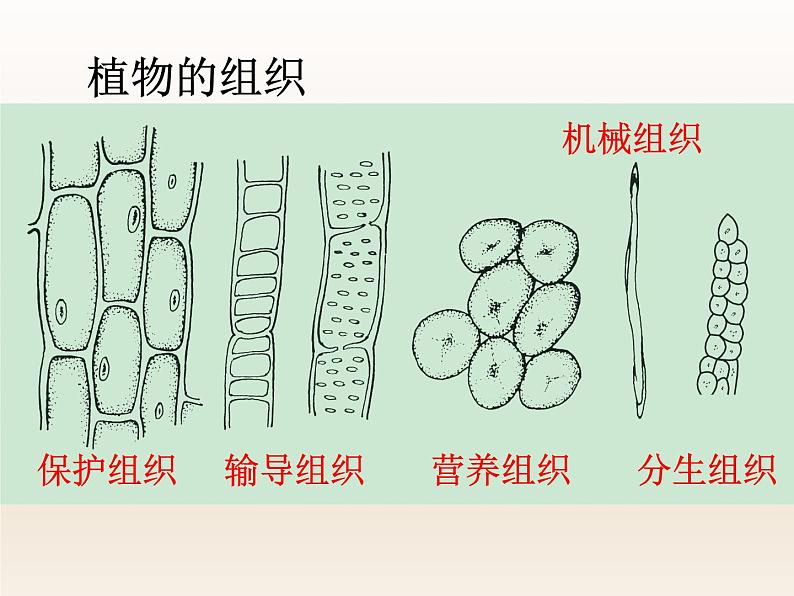 浙教版科学七年级上册 第二章 第三节 生物体的结构层次_(1)(课件)第3页