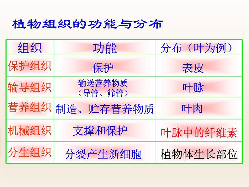 浙教版科学七年级上册 第二章 第三节 生物体的结构层次_(1)(课件)第4页